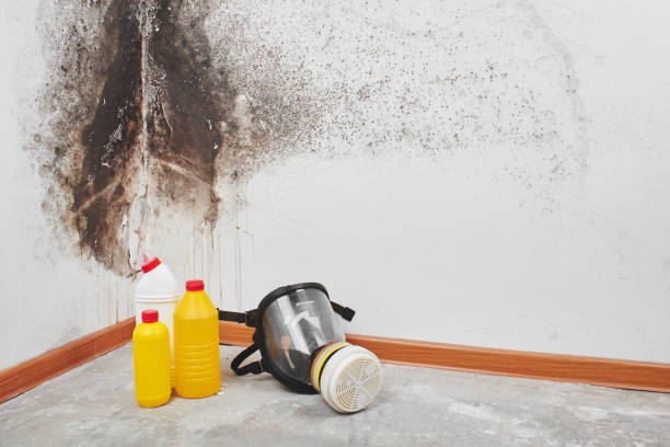 Attic Mold Removal in Kootenai, ID