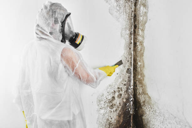 Best Mold Testing and Removal  in Kootenai, ID