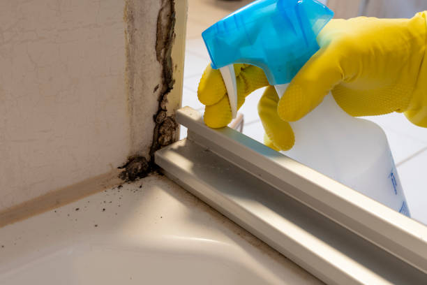 Best Mold Cleaning Services  in Kootenai, ID