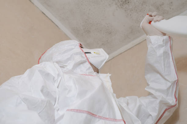Best Local Mold Removal Service  in Kootenai, ID