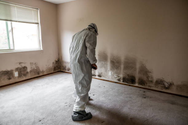 Best Mold Damage Repair  in Kootenai, ID