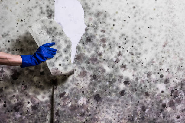 Office Mold Removal Services in Kootenai, ID
